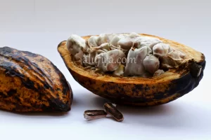 زبدة الكاكاو : السر الطبيعي لبشرة نضرة وصحية ومحاذير استخدامها