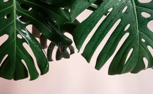 فوائد الكلوروفيل : الصحة والجمال في قلب اللون الأخضر